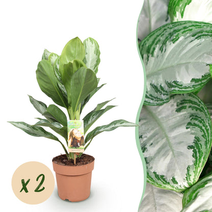 Un Aglaonema Silver Bay au feuillage argenté et vert lumineux dans un pot de culture marron, avec un gros plan sur ses feuilles uniques