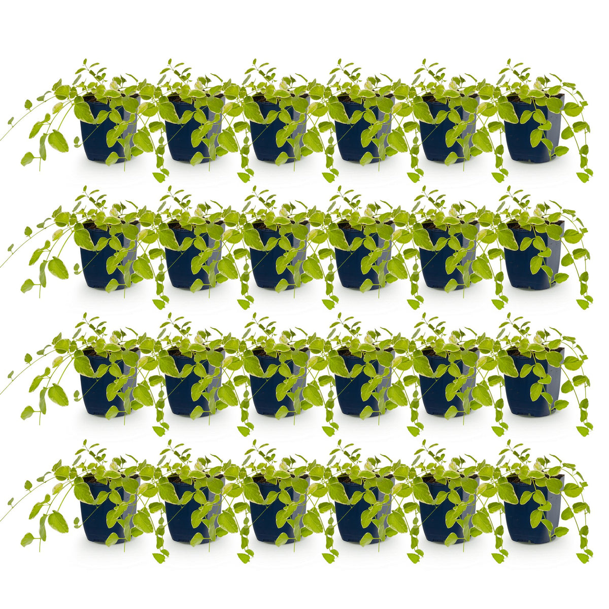 Grande pervenche 'Variegata' - lot de 24 plants en pot de 11 cm