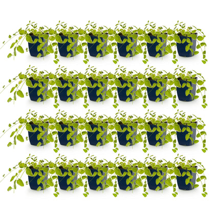 Grande pervenche 'Variegata' - lot de 24 plants en pot de 11 cm