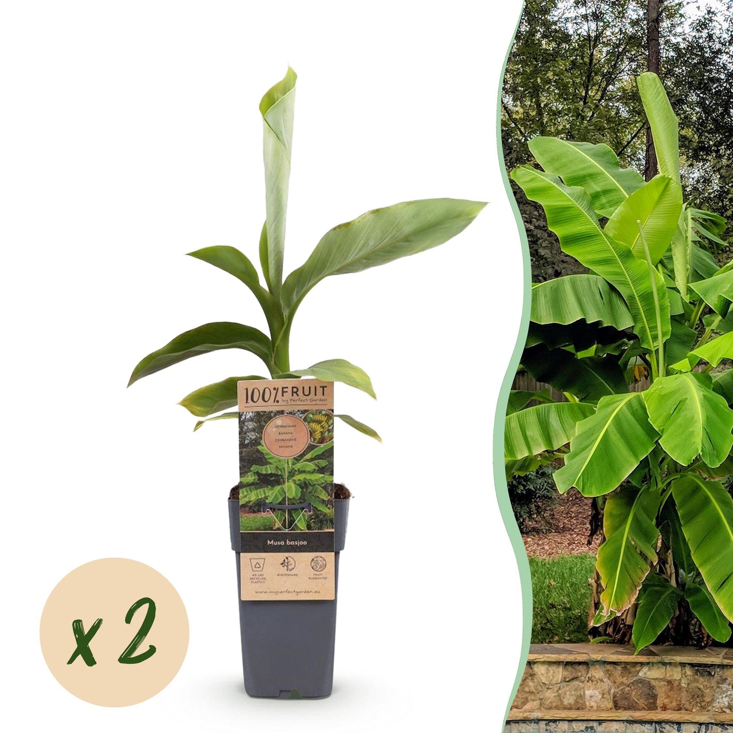 Musa Basjoo : lot de 2 bananiers rustiques en pot de 15cm, hauteur 50cm, avec une image de la plante adulte en arrière-plan.