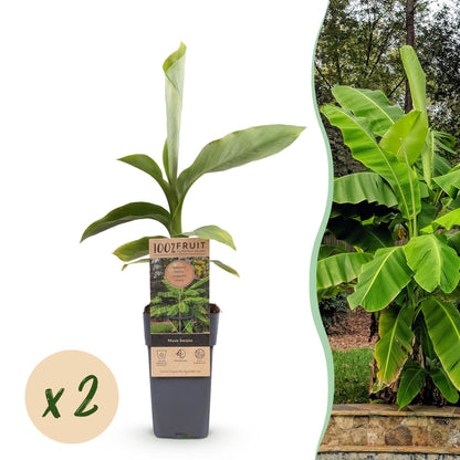 Musa Basjoo : lot de 2 bananiers rustiques en pot de 15cm, hauteur 50cm, avec une image de la plante adulte en arrière-plan.
