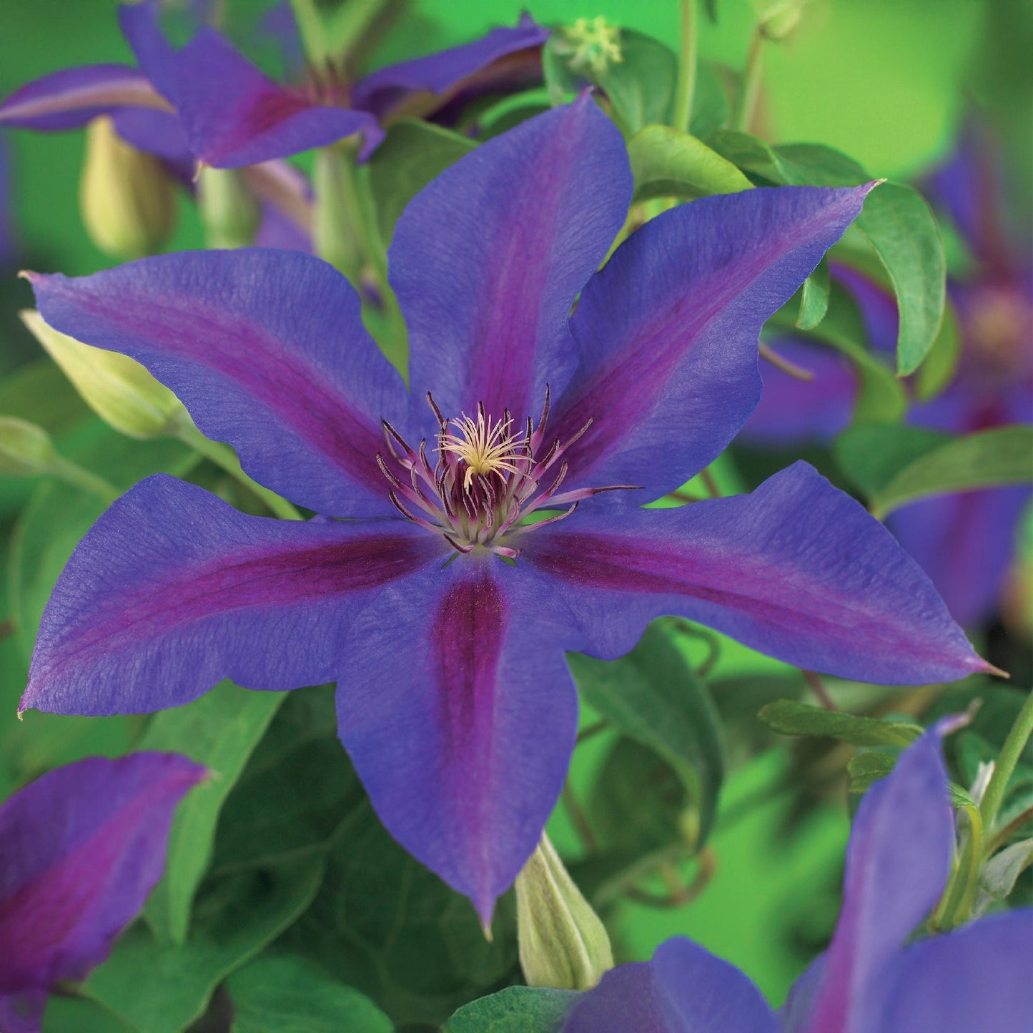 Clématite 'Mrs. N. Thompson' aux grandes fleurs violettes avec des rayures magenta intenses, vue de près au centre d'un jardin luxuriant.