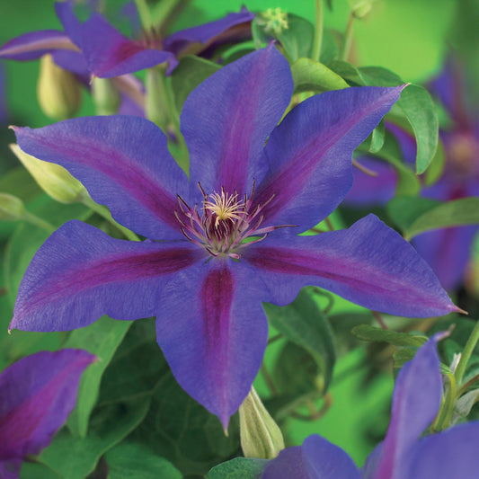 Clématite 'Mrs. N. Thompson' aux grandes fleurs violettes avec des rayures magenta intenses, vue de près au centre d'un jardin luxuriant.