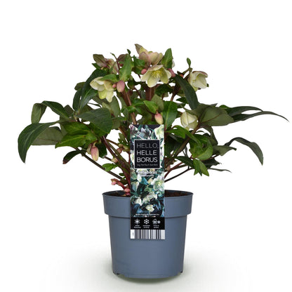 Hellébore 'Diamonfire' - 1 plant en pot de 19 cm