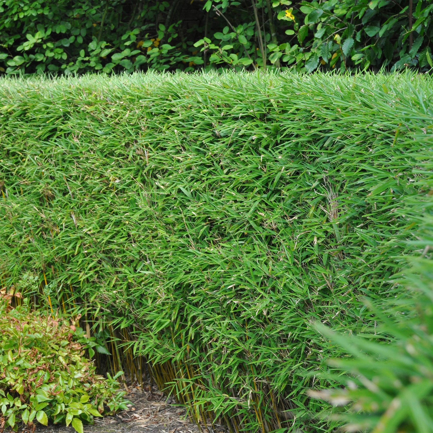 Bambou Fargesia Rufa. Haie de bambou persistant et non envahissant, feuillage vert dense pour un écran végétal élégant et moderne.