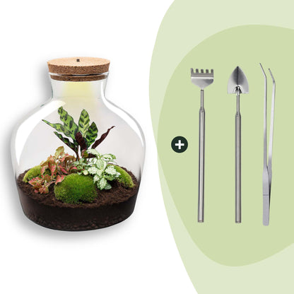 Grand kit terrarium lumineux Calathea : Avec râteau, pelle et pince
