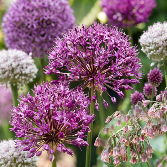 Gros plan sur un mélange d'ails d'ornement (Allium) en fleurs dans des teintes de violet et de blanc.