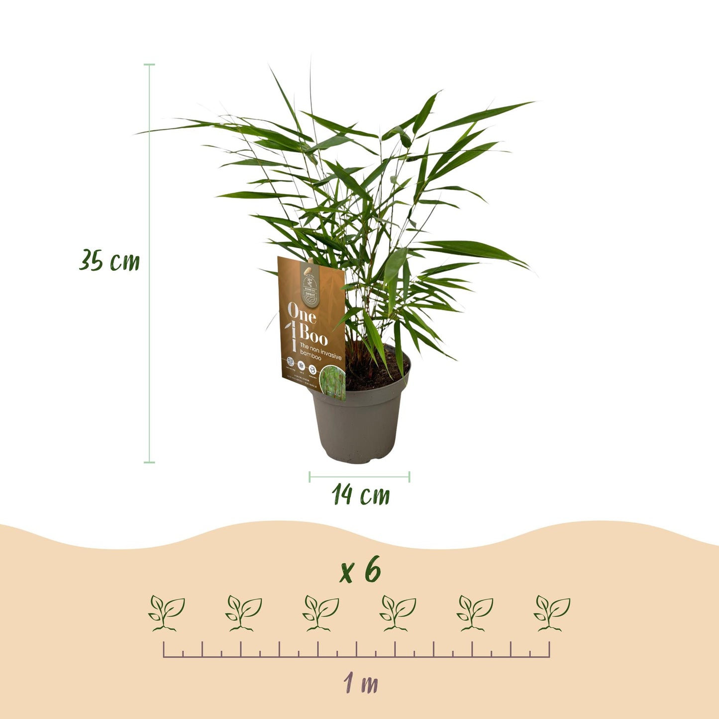 Fargesia Asian Wonder, bambou non envahissant, avec ses dimensions : hauteur 35cm, pot 14cm et espacement de plantation de 1 mètre pour 6 pl