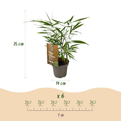 Fargesia Asian Wonder, bambou non envahissant, avec ses dimensions : hauteur 35cm, pot 14cm et espacement de plantation de 1 mètre pour 6 pl