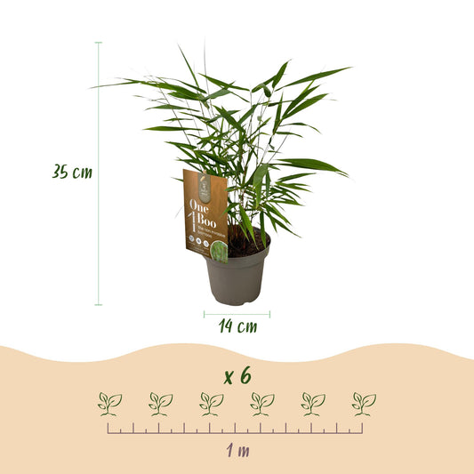 Fargesia Asian Wonder, bambou non envahissant, avec ses dimensions : hauteur 35cm, pot 14cm et espacement de plantation de 1 mètre pour 6 pl