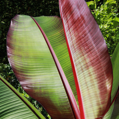 Musa ensete Maurelli. Gros plan sur les feuilles vertes et rouges aux nervures bien marquées de ce bananier.