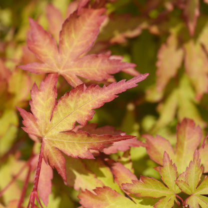 Acer palmatum Sangokaku : Gros plan sur les feuilles palmées de l'érable japonais, affichant des teintes jaunes et des bords rouges.