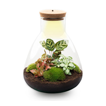 Kit terrarium lumineux Calathea et Fittonia, bocal Erlenmeyer à bouchon LED, hauteur 30 cm