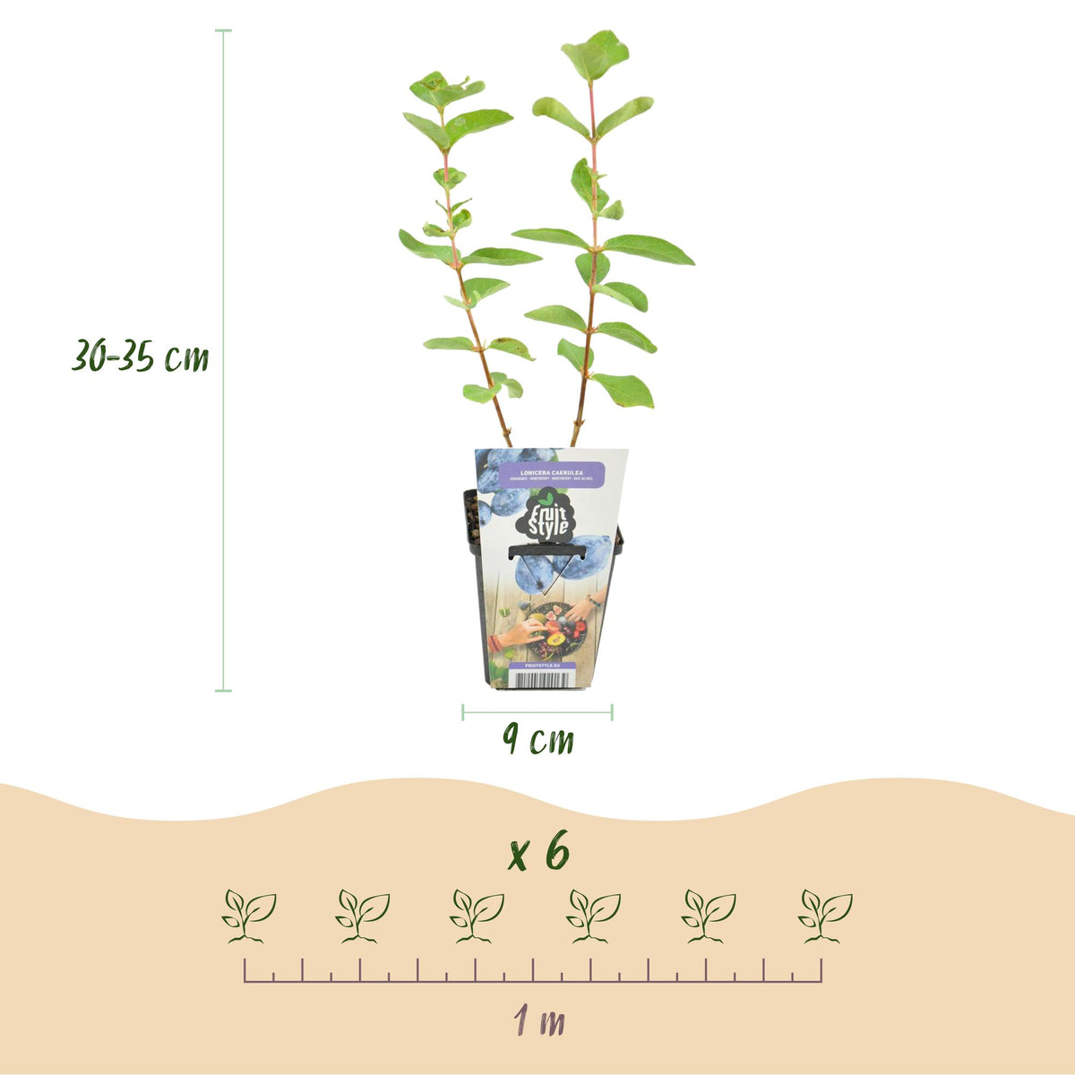 Dimensions Camerisier en pot de 9 cm