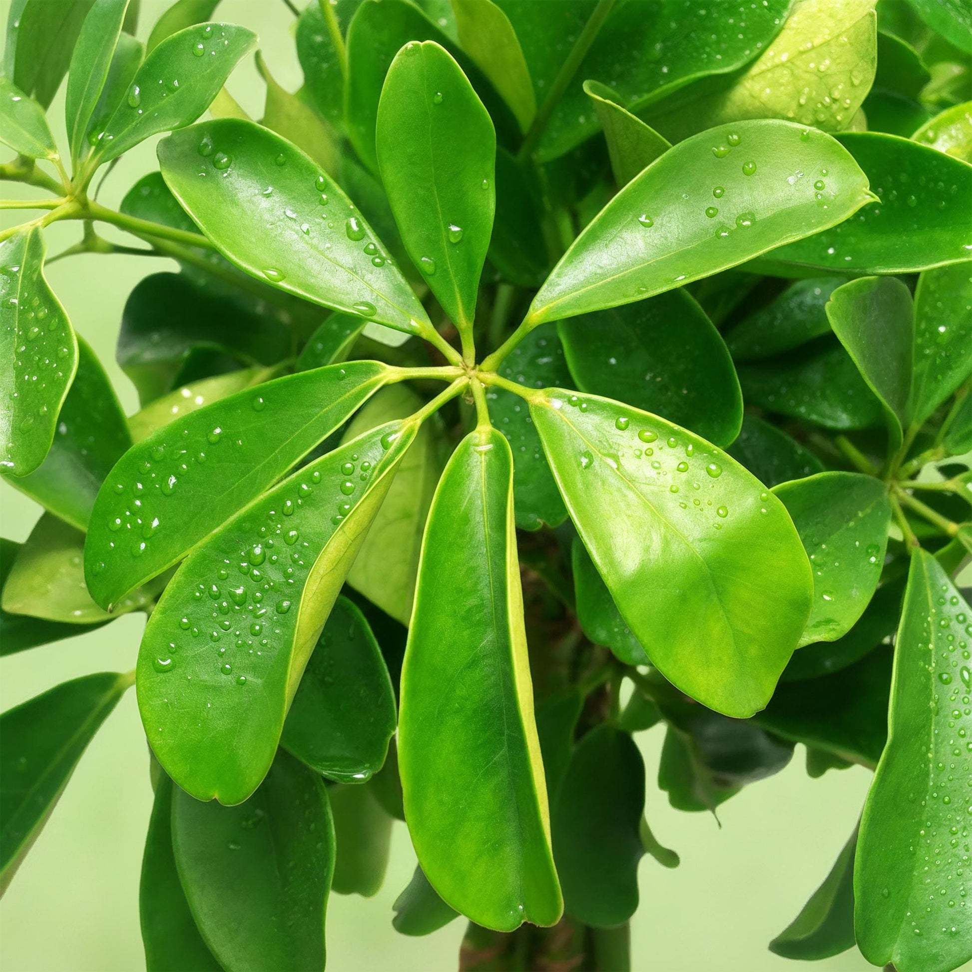Plantes d'intérieur - Schefflera Nora - Arbre à doigts - Peu d'entretien - avec panier - Vert - 1 Plante - Pot 21cm - Hauteur 70-82cm