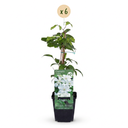 Clématite 'Huldine' - lot de 6 plants, pot Ø9 cm