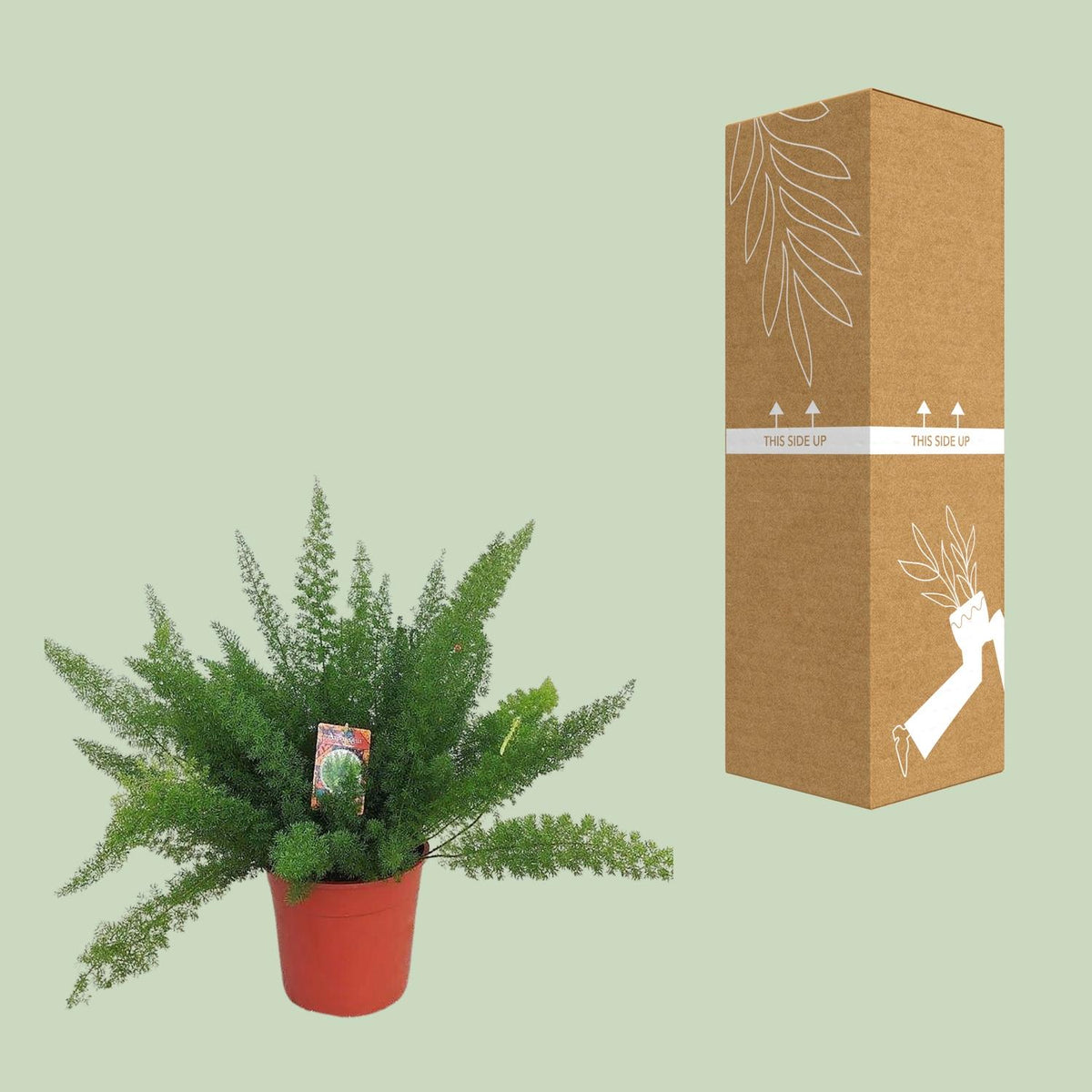 Asparagus 'Myersii' à côté de son carton de livraison renforcé, expédié par notre producteur partenaire
