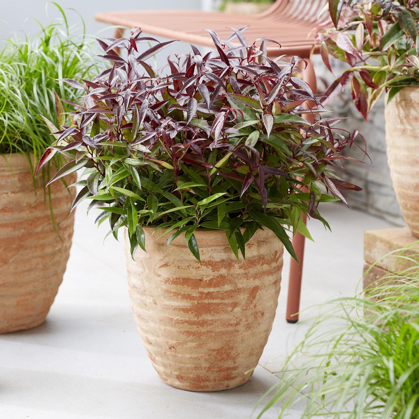 Leucothoe Burning Love en pot de terre cuite, avec ses feuilles rouges et vertes éclatantes, sur une terrasse moderne.