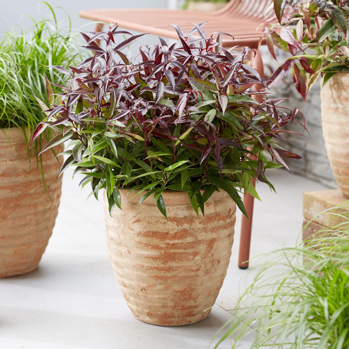 Leucothoe Burning Love en pot de terre cuite, avec ses feuilles rouges et vertes éclatantes, sur une terrasse moderne.