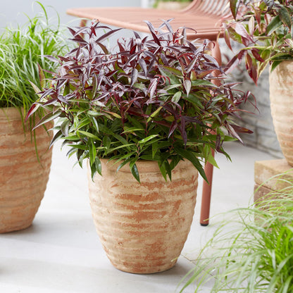 Leucothoe Burning Love en pot de terre cuite, avec ses feuilles rouges et vertes éclatantes, sur une terrasse moderne.