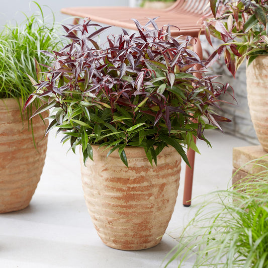Leucothoe Burning Love en pot de terre cuite, avec ses feuilles rouges et vertes éclatantes, sur une terrasse moderne.