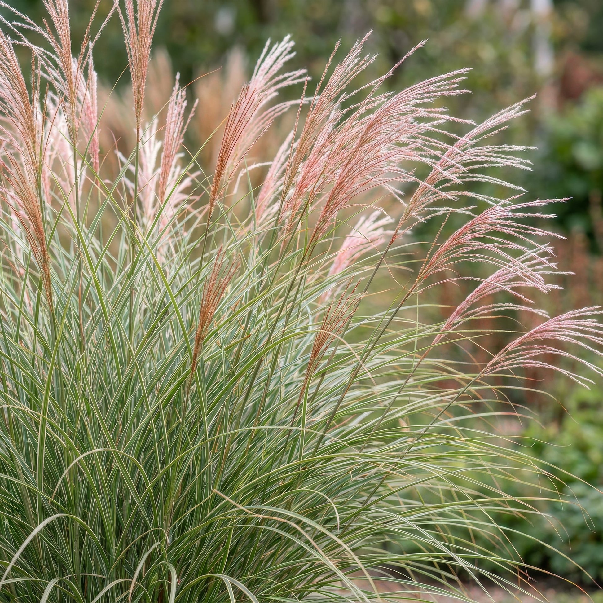 Miscanthus sin. Morning Light, herbe de la pampa, avec des feuilles vertes rayées de blanc et des plumets rosés, dans un jardin.