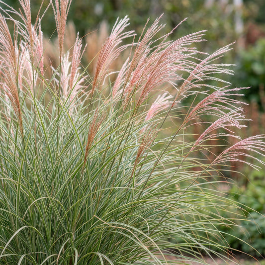 Miscanthus sin. Morning Light, herbe de la pampa, avec des feuilles vertes rayées de blanc et des plumets rosés, dans un jardin.