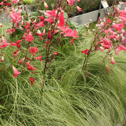 Carex comans Frosted Curls avec des graminées vertes et de petites fleurs roses en arrière-plan, en situation dans un jardin.