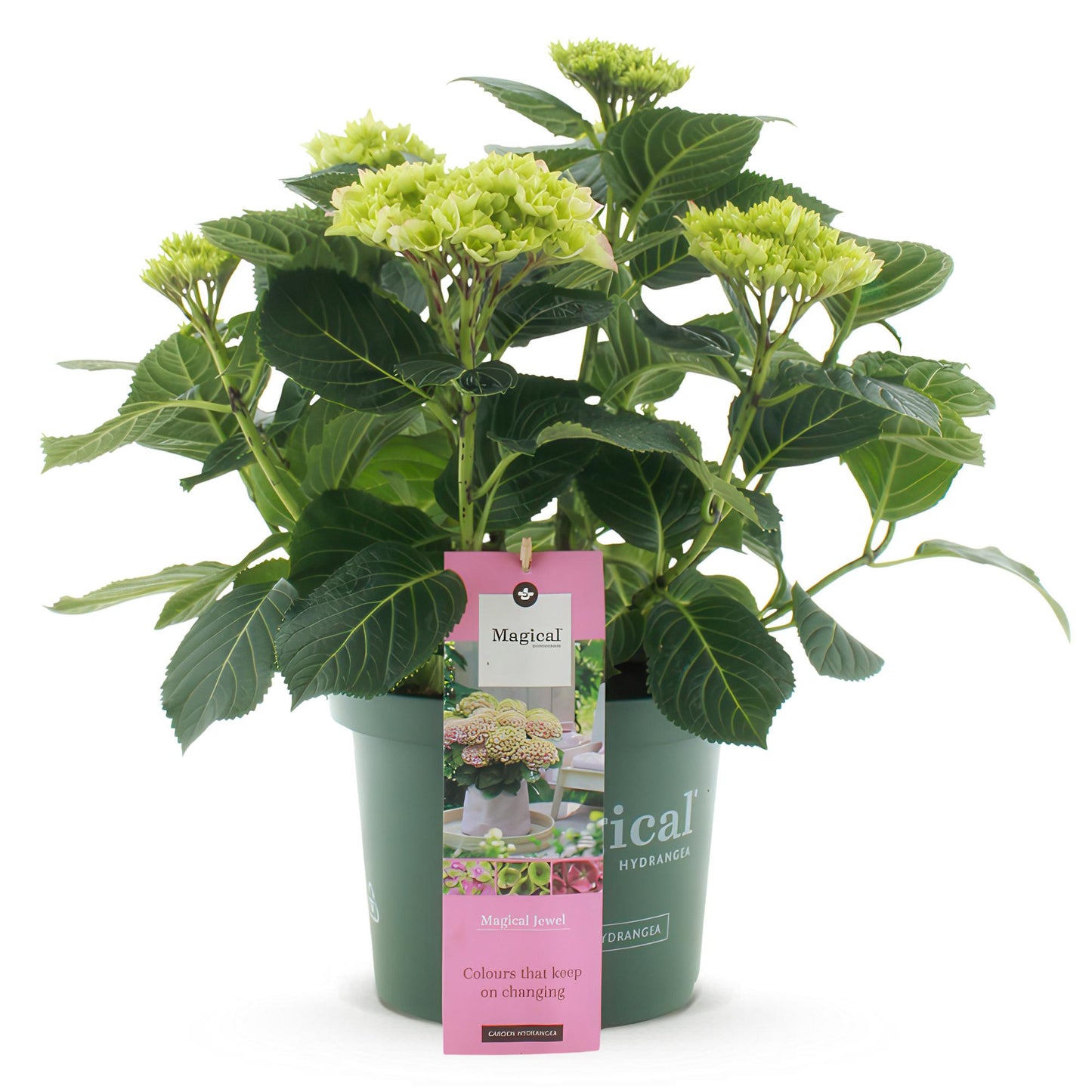 Hortensia Hydrangea Magical Jewel Blue en pot, avec feuillage vert et fleurs en boutons vert clair, sur fond blanc.