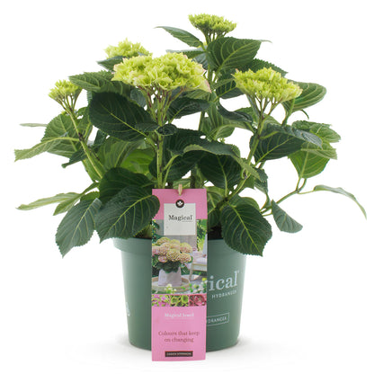 Hortensia Hydrangea Magical Jewel Blue en pot, avec feuillage vert et fleurs en boutons vert clair, sur fond blanc.