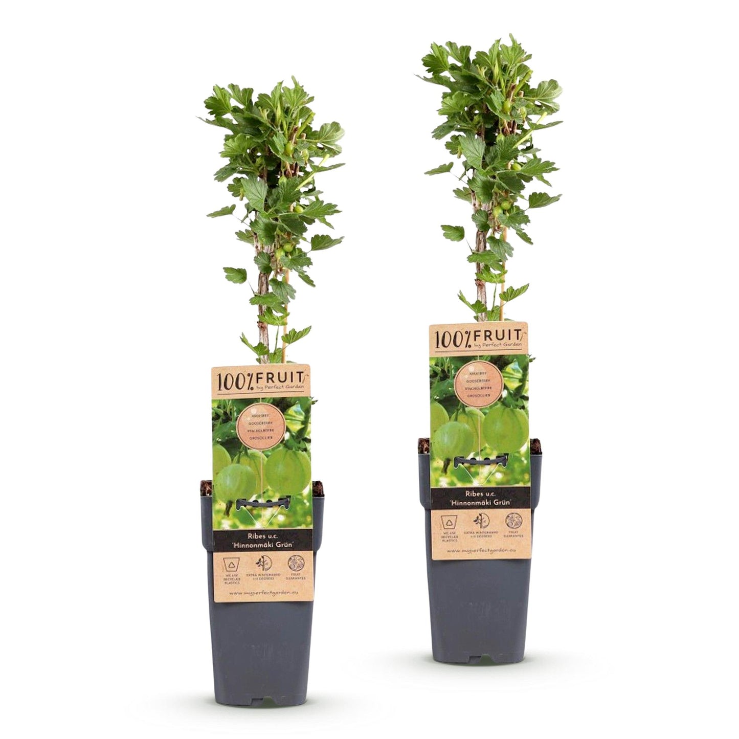 Groseillier à maquereau 'Hinnonmäki Grün', 2 plants verts en pot, prêts à planter.