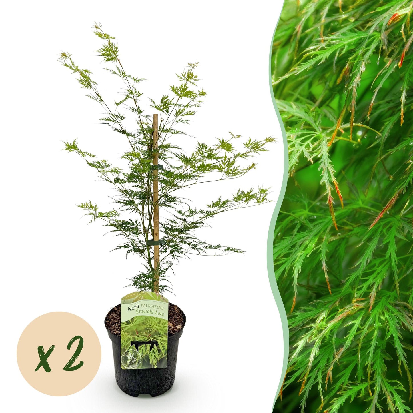 Érable japonais Emerald Lace : Jeune plant en pot avec une pastille indiquant "x2", accompagné d'un gros plan sur son feuillage vert finemen