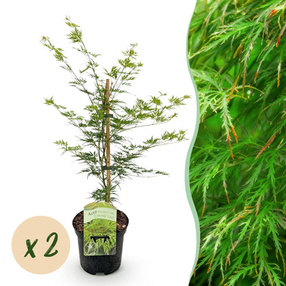 Érable japonais Emerald Lace : Jeune plant en pot avec une pastille indiquant "x2", accompagné d'un gros plan sur son feuillage vert finemen