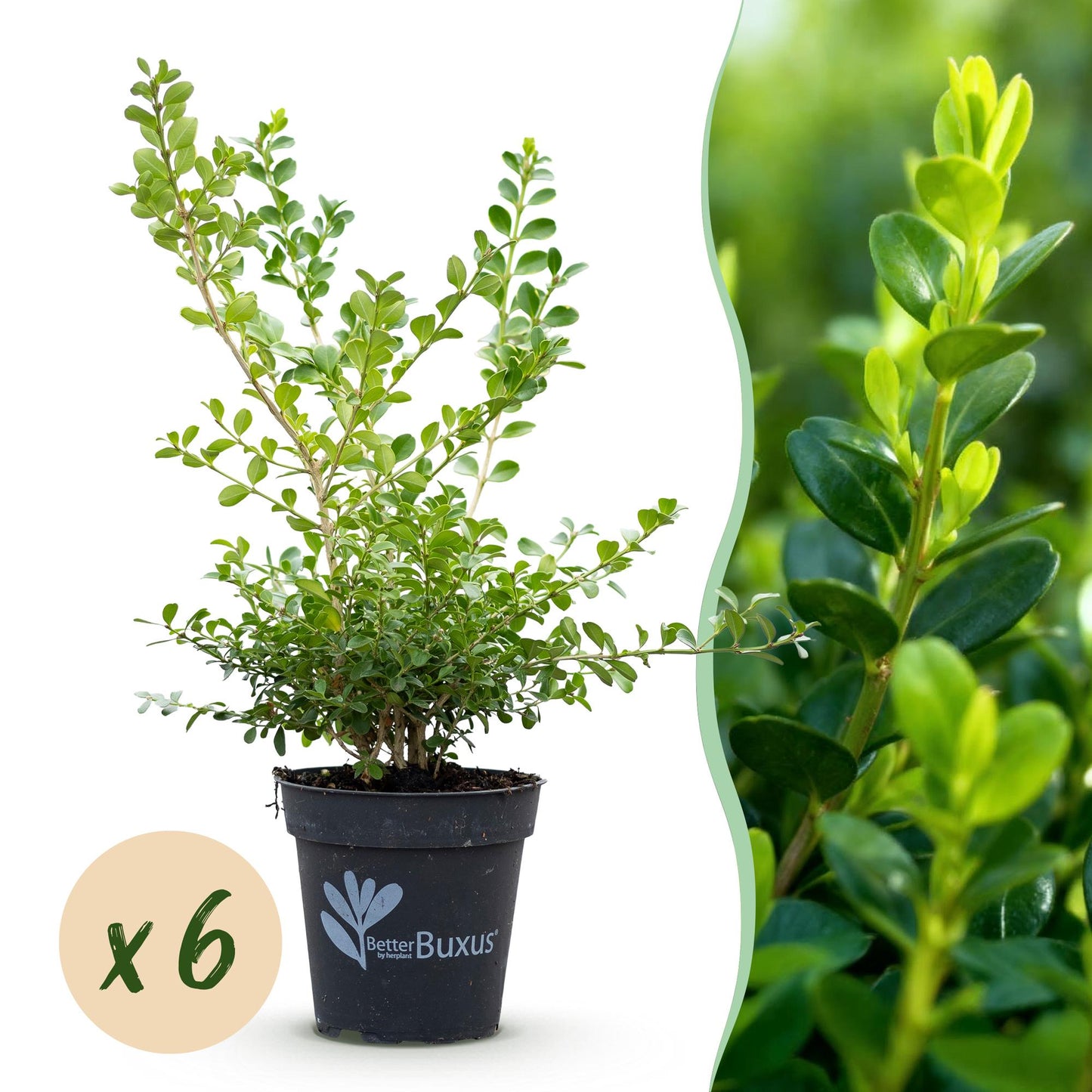 BetterBuxus Babylon Beauty. Un plant en pot sur fond blanc avec une pastille 'x6' à gauche et un gros plan du feuillage à droite.