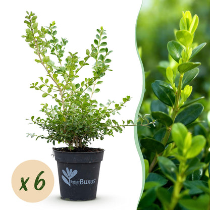 BetterBuxus Babylon Beauty. Un plant en pot sur fond blanc avec une pastille 'x6' à gauche et un gros plan du feuillage à droite.