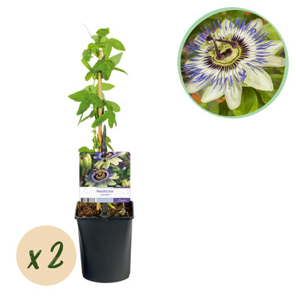Passiflora caerulea, fleur de la passion bleue et blanche, en pot de 11cm, hauteur 40cm, avec pastille indiquant un lot de x2.