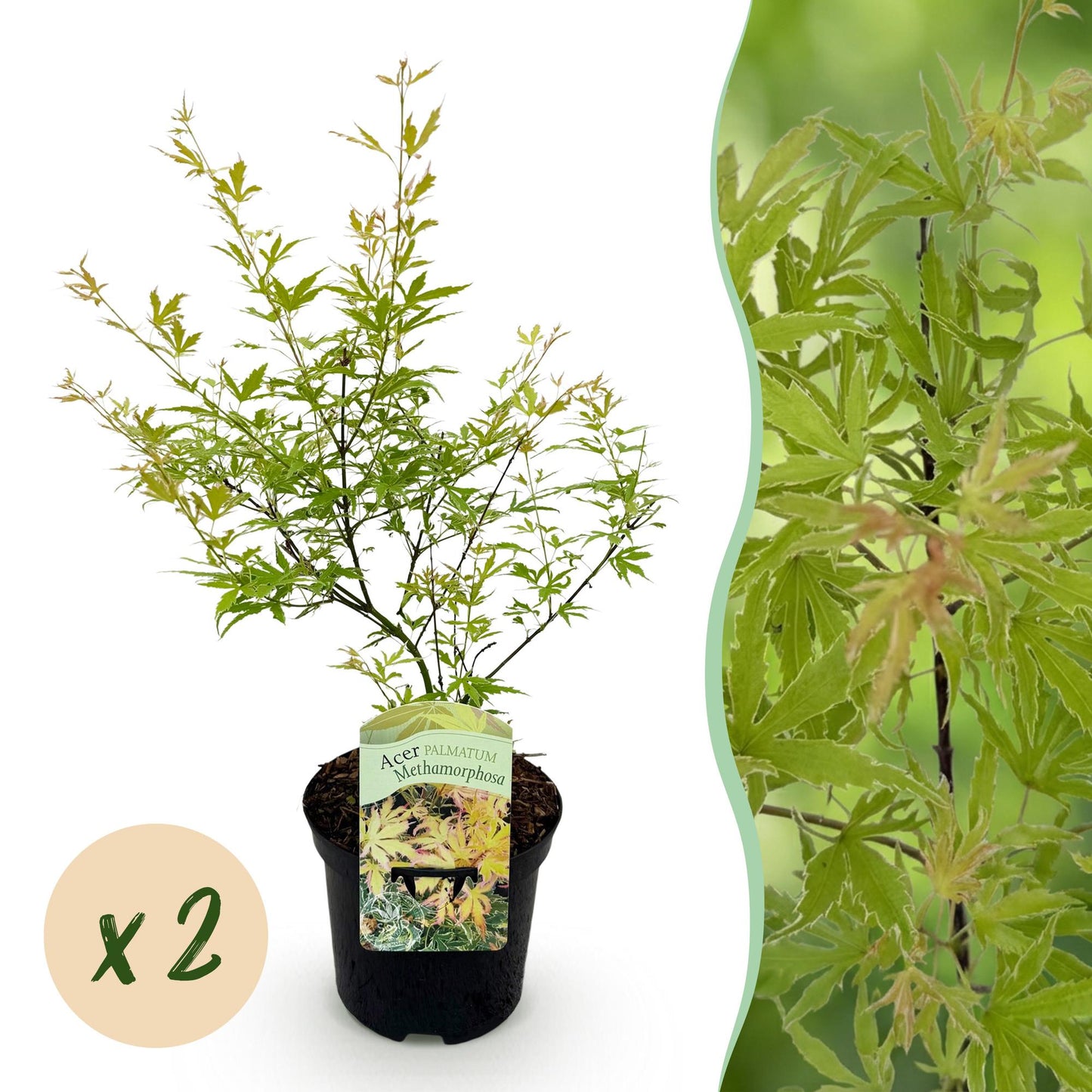 Acer palmatum Metamorphosa, érable du Japon, jeune plant vert en pot avec pastille "x2" pour un lot de 2 plants.