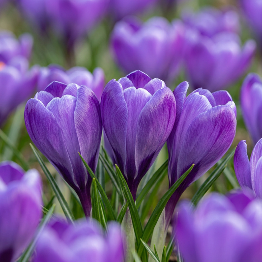 Gros plan sur un massif de crocus en mélange bleu