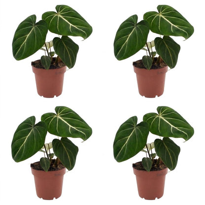 Philodendron Gloriosum - Pot de 12cm