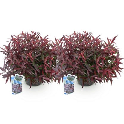 Leucothoe Burning Love rouge. Deux plants en pot, feuillage persistant aux teintes rouges, sur fond blanc uni.