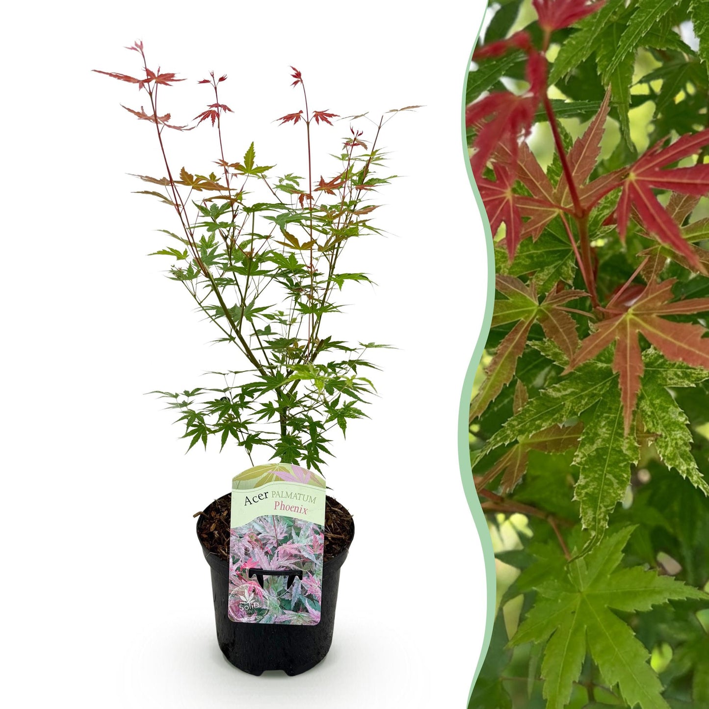 Érable du Japon Acer palmatum Phoenix en pot sur fond blanc, avec un encart montrant un gros plan de son feuillage panaché de vert et de rou