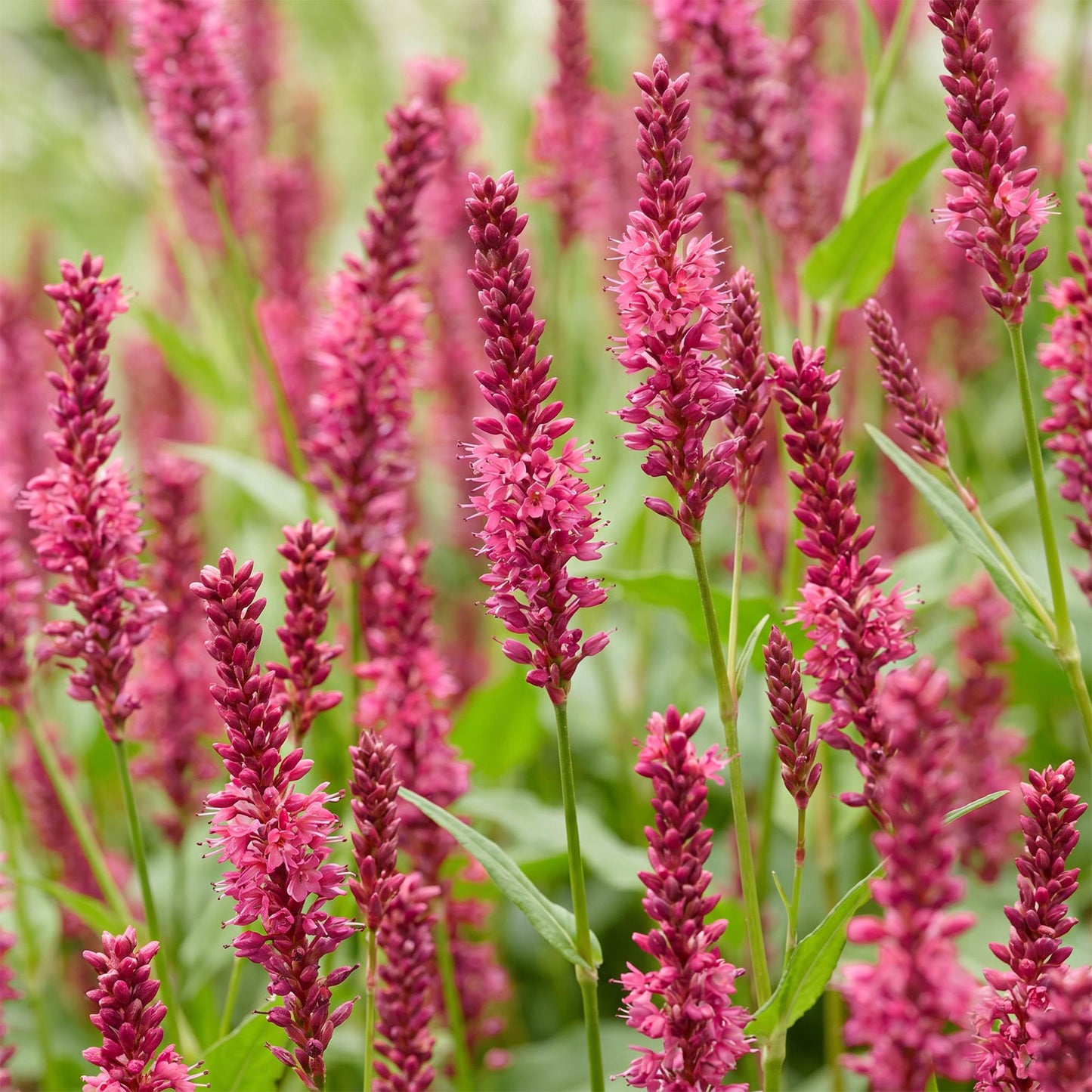 Renouée (Persicaria amplexicaulis) avec ses longues fleurs en épis rose vif, créant un tapis floral dense et élégant.