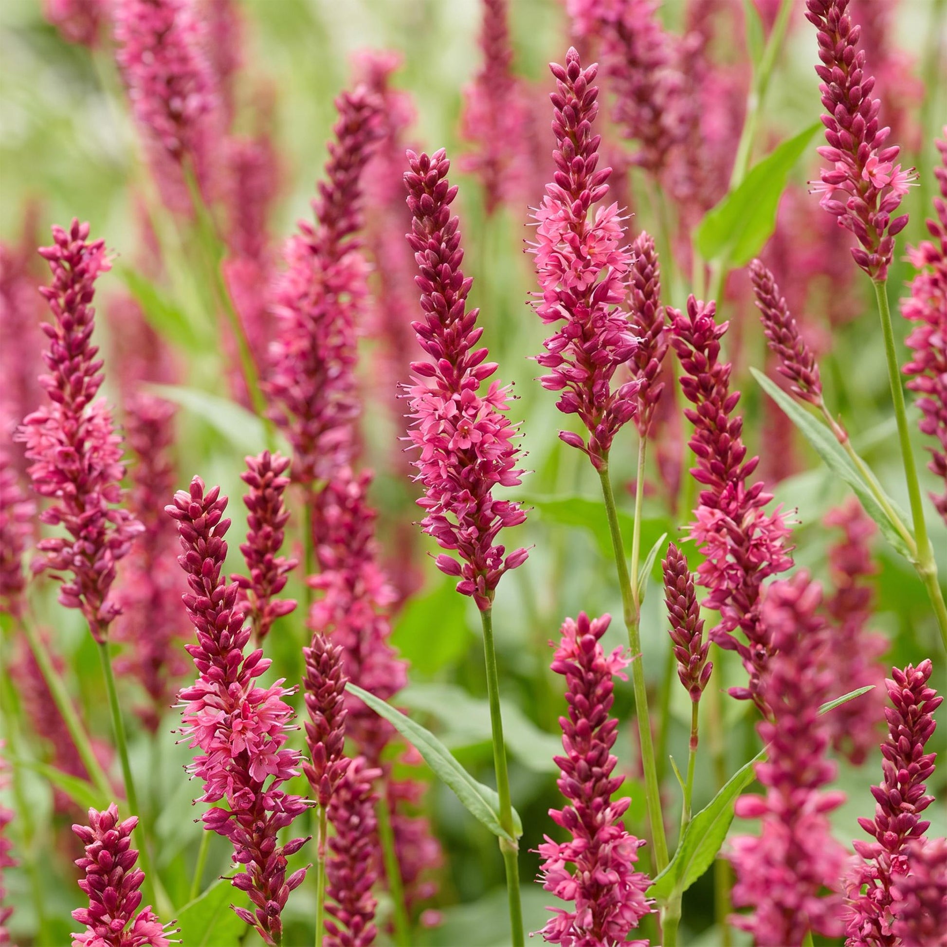 Renouée (Persicaria amplexicaulis) avec ses longues fleurs en épis rose vif, créant un tapis floral dense et élégant.
