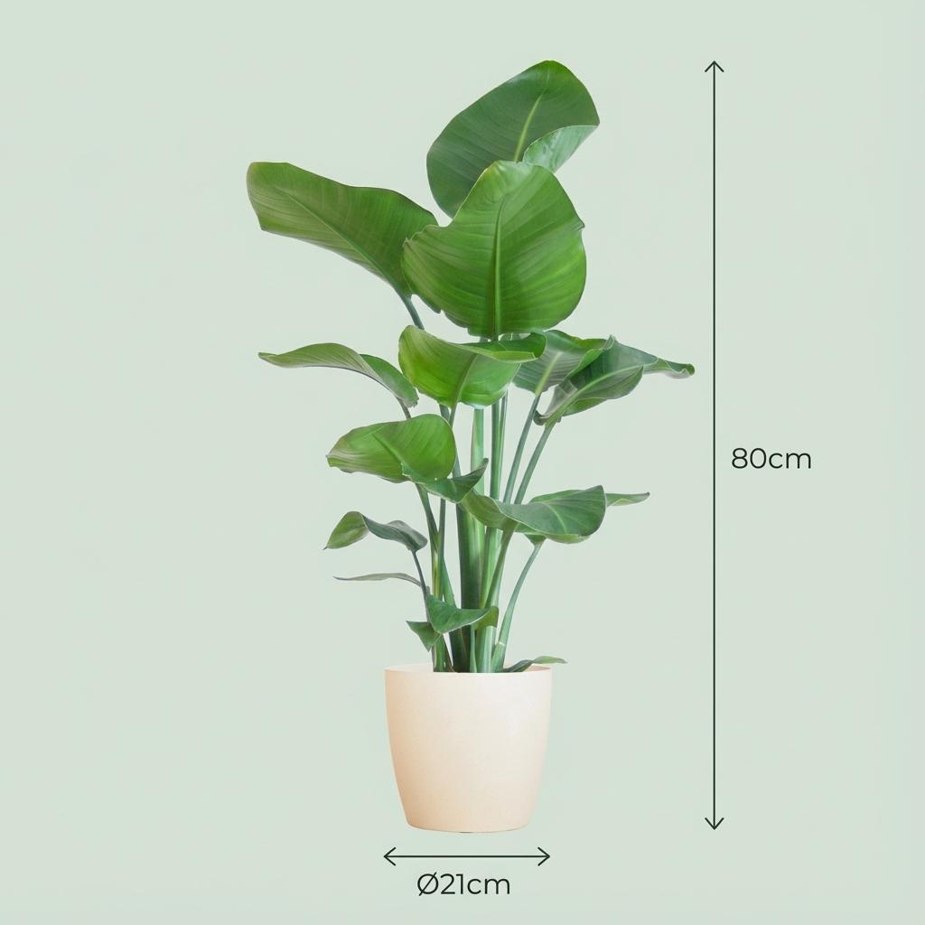 Strelitzia Nicolai avec pot Potter blanc - 80cm - Ø21