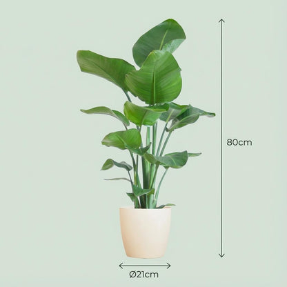 Strelitzia Nicolai avec pot Potter blanc - 80cm - Ø21