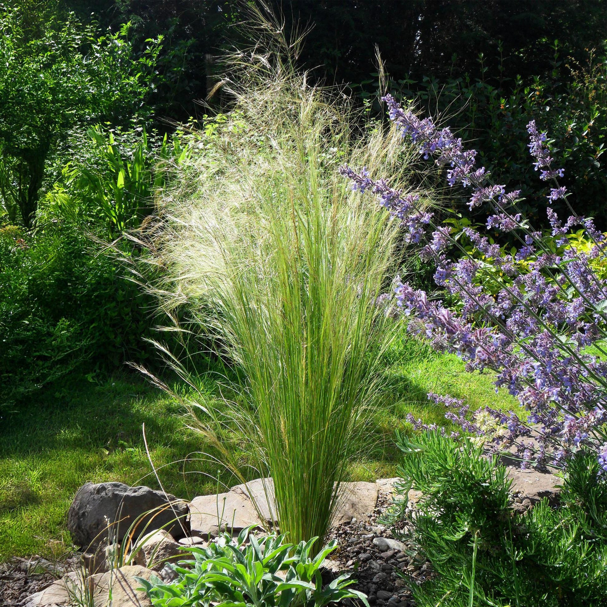 Stipa tenuifolia Pony Tails, touffe de graminées fines et légères aux reflets argentés, dans un aménagement paysager avec des fleurs violett