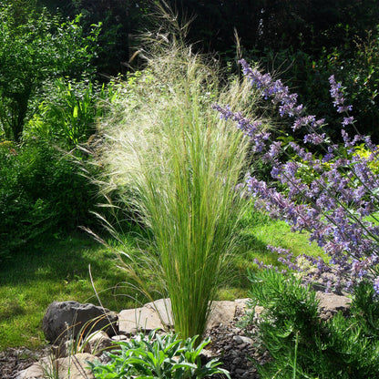 Stipa tenuifolia Pony Tails, touffe de graminées fines et légères aux reflets argentés, dans un aménagement paysager avec des fleurs violett