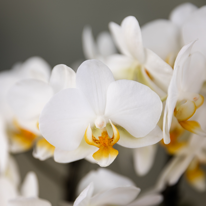 Orchidée Phalaenopsis en pot