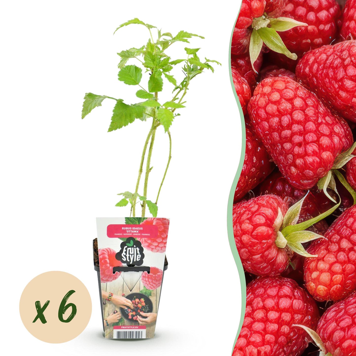 Framboisier Rubus idaeus Heritage jeune plant en pot sur fond blanc avec une bulle "x6" indiquant la quantité et une image de framboises rou