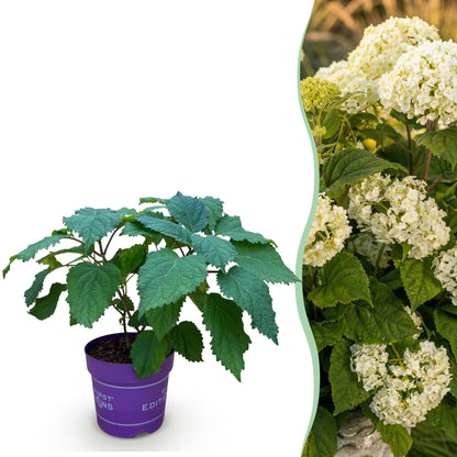 Hortensia arborescens FlowerWOW : jeune plant en pot violet à côté d'une photo de la plante adulte en fleurs blanches.